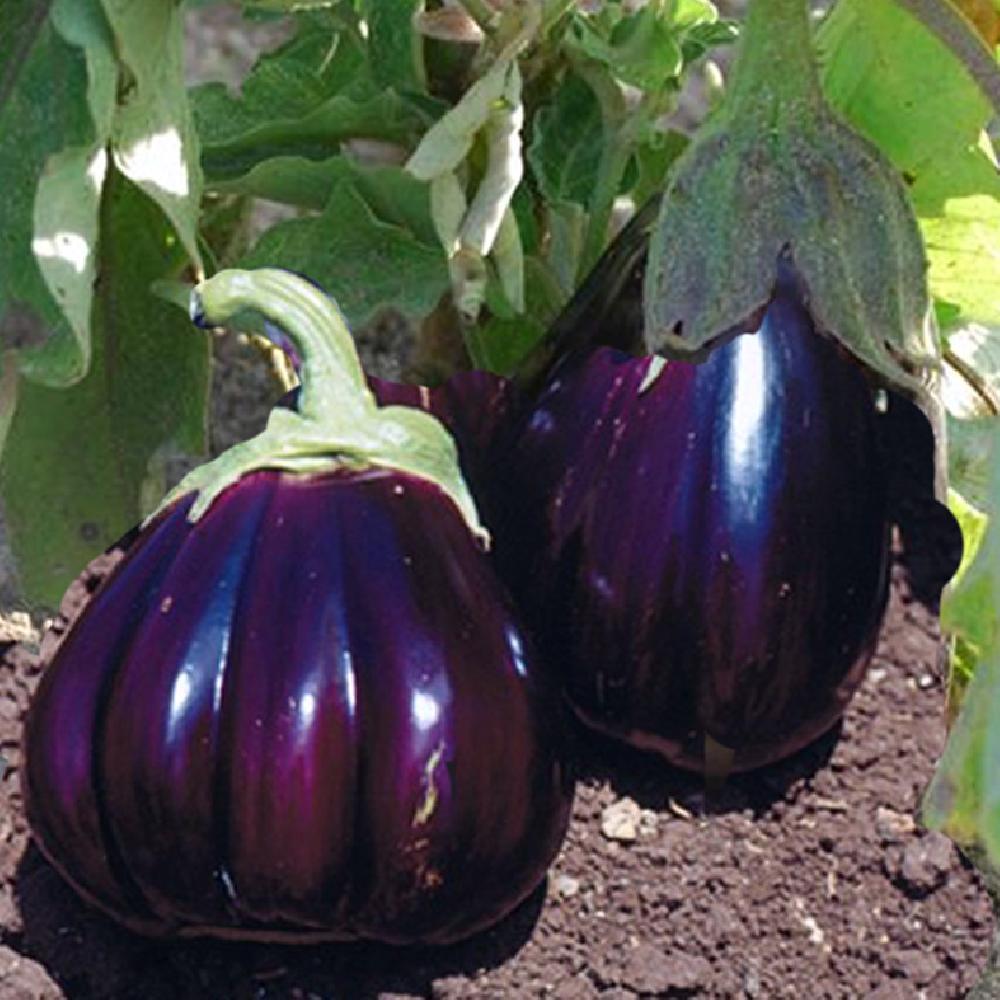 Aubergine – BLACK BEAUTY
