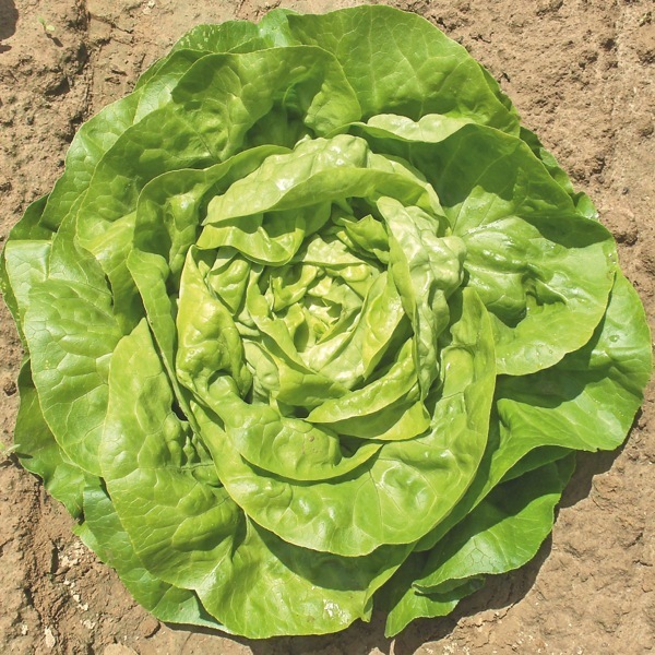 Laitue Pommée – ANALORA