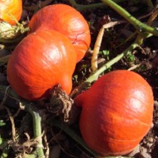 Potimarron – SOLOR