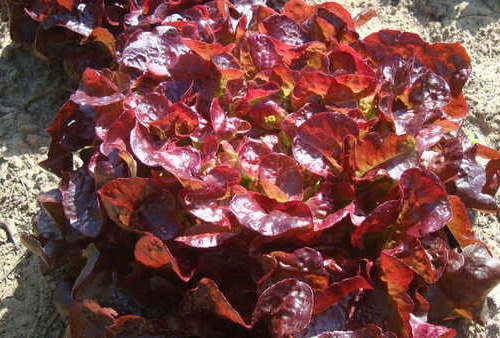 Laitue feuille de chêne – OPALIX