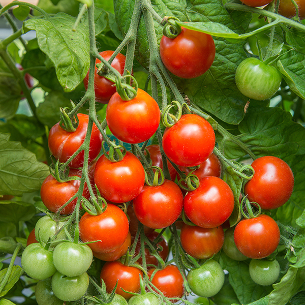 Tomate cerise – GARDENER'S DELIGHT