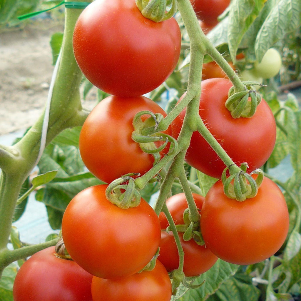 Tomate grappe