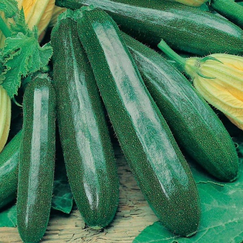 Courgette verte – BLACK BEAUTY