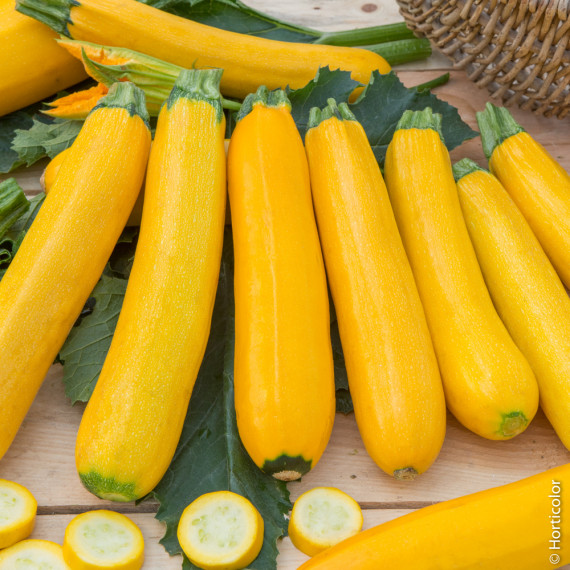 Courgette jaune – GOLD RUSH