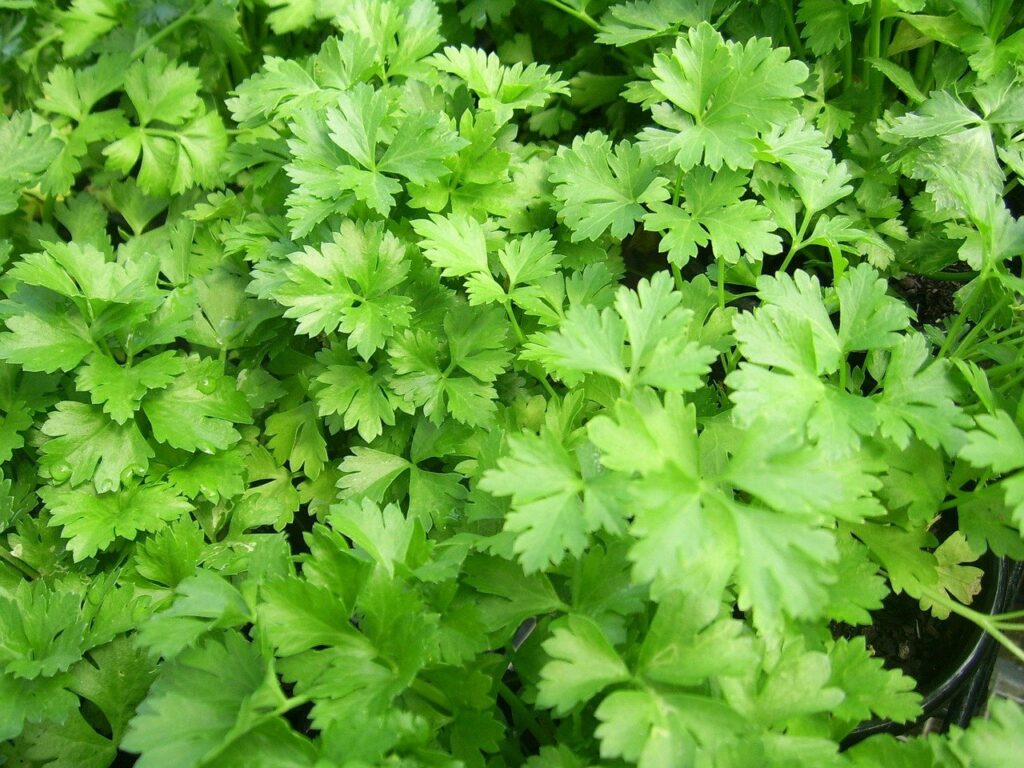 Persil LAICA