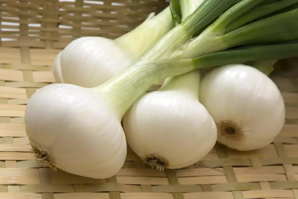 Oignon blanc – BLANC DE LISBONNE