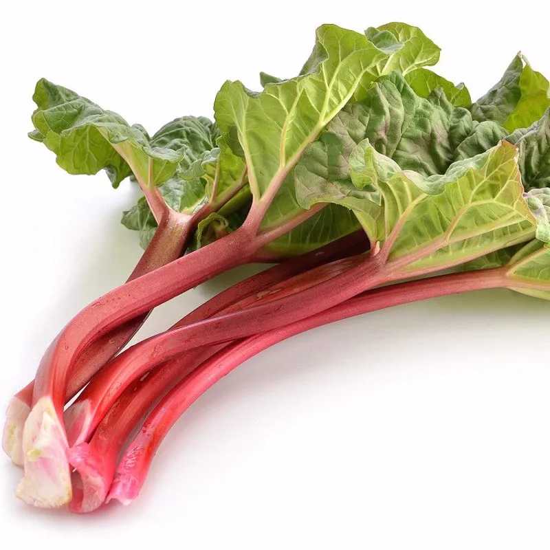 Rhubarbe