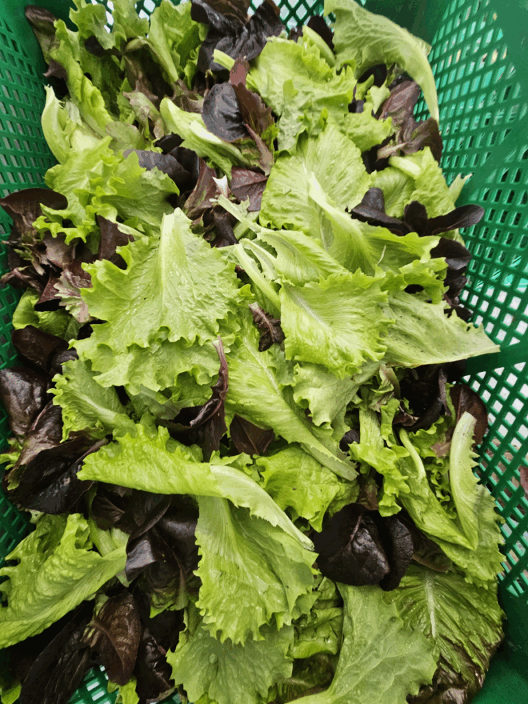 Mesclun